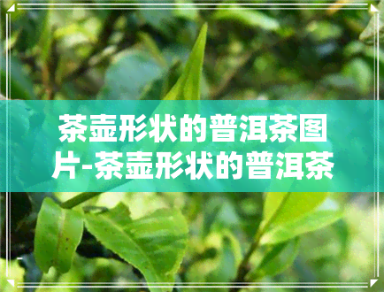 茶壶形状的普洱茶图片-茶壶形状的普洱茶图片大全