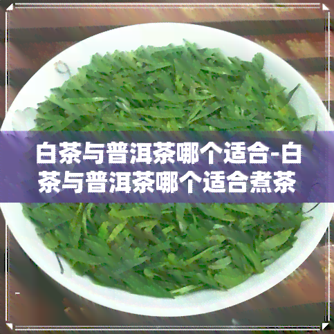 白茶与普洱茶哪个适合-白茶与普洱茶哪个适合煮茶