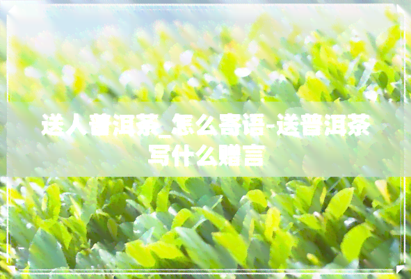 送人普洱茶_怎么寄语-送普洱茶写什么赠言