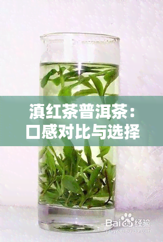 滇红茶普洱茶：口感对比与选择指南