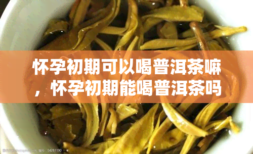 怀孕初期可以喝普洱茶嘛，怀孕初期能喝普洱茶吗？专家解答孕期饮食问题