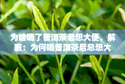 为啥喝了普洱茶老想大便，解惑：为何喝普洱茶后总想大便？