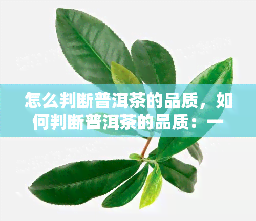 怎么判断普洱茶的品质，如何判断普洱茶的品质：一份全面的指南