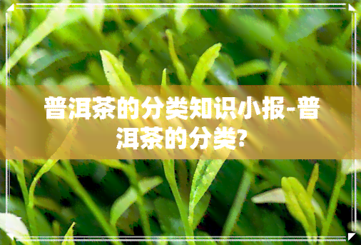 普洱茶的分类知识小报-普洱茶的分类?