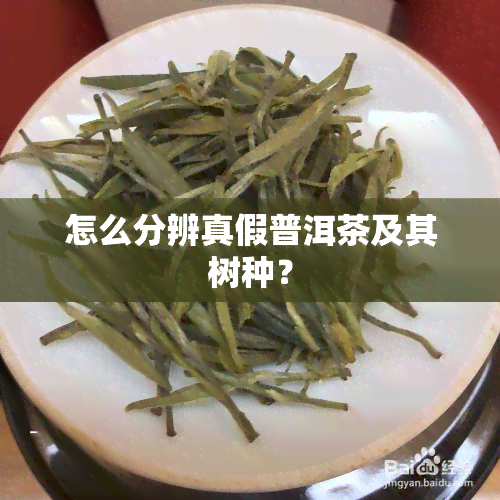 怎么分辨真假普洱茶及其树种？