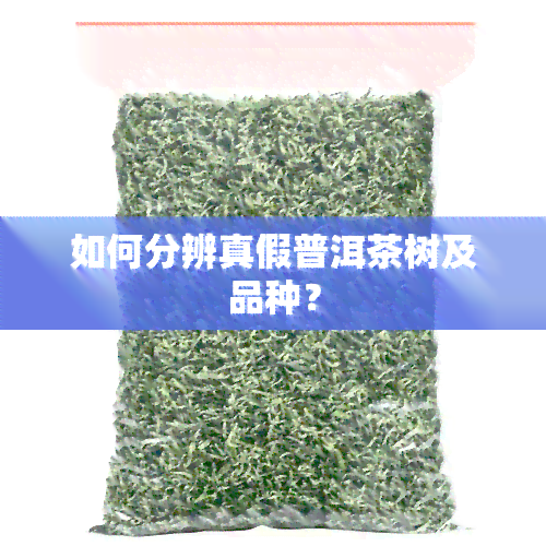 如何分辨真假普洱茶树及品种？