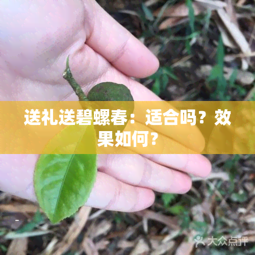 送礼送碧螺春：适合吗？效果如何？