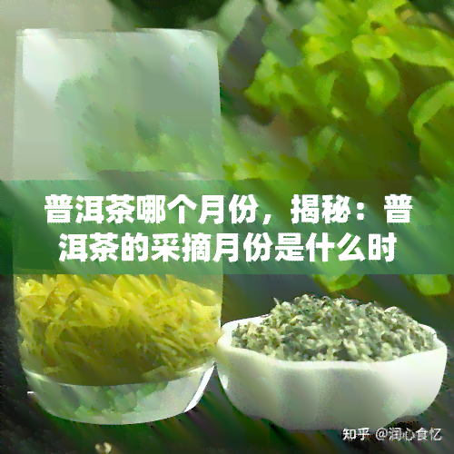 普洱茶哪个月份，揭秘：普洱茶的采摘月份是什么时候？