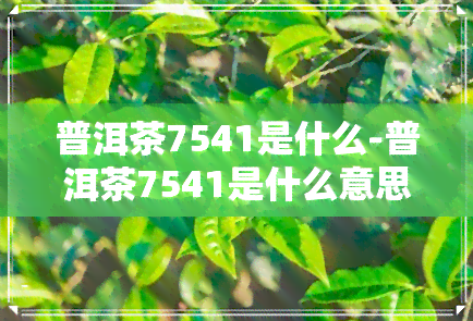 普洱茶7541是什么-普洱茶7541是什么意思