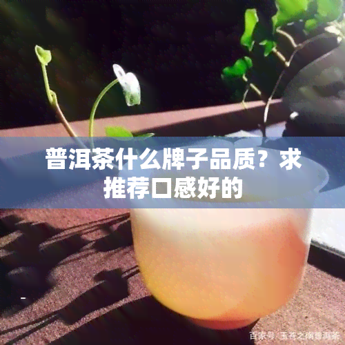 普洱茶什么牌子品质？求推荐口感好的