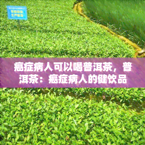 癌症病人可以喝普洱茶，普洱茶：癌症病人的健饮品选择