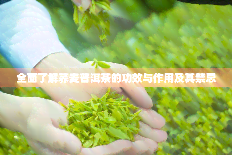 全面了解荞麦普洱茶的功效与作用及其禁忌