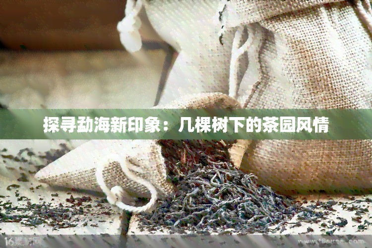 探寻勐海新印象：几棵树下的茶园风情