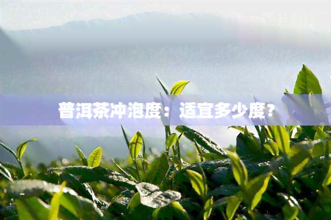 普洱茶冲泡度：适宜多少度？