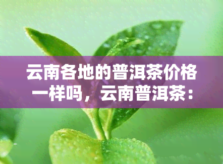 云南各地的普洱茶价格一样吗，云南普洱茶：各地价格是否存在差异？