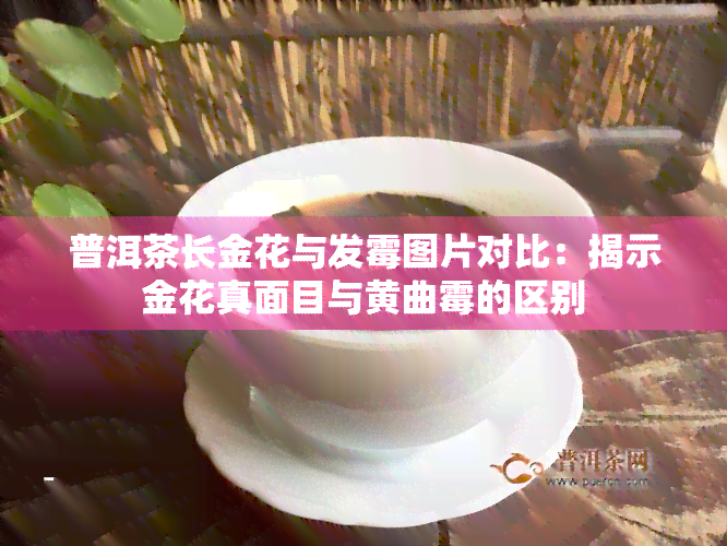 普洱茶长金花与发霉图片对比：揭示金花真面目与黄曲霉的区别