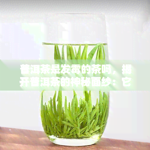 普洱茶是发霉的茶吗，揭开普洱茶的神秘面纱：它真的是发霉的茶吗？