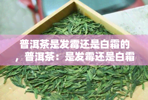 普洱茶是发霉还是白霜的，普洱茶：是发霉还是白霜？揭开神秘面纱！