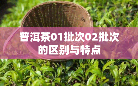 普洱茶01批次02批次的区别与特点