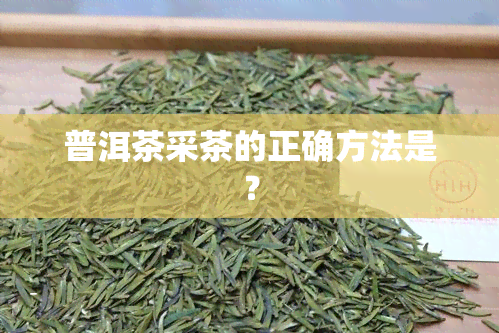 普洱茶采茶的正确方法是？