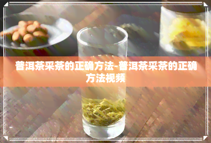 普洱茶采茶的正确方法-普洱茶采茶的正确方法视频