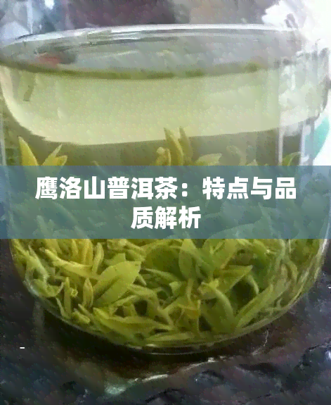 鹰洛山普洱茶：特点与品质解析