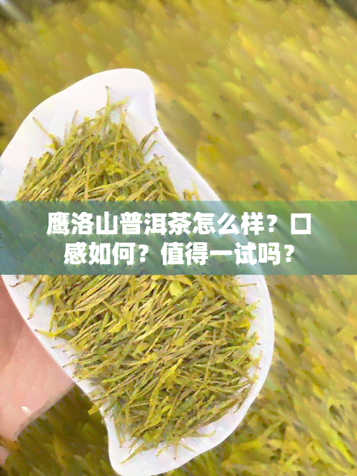 鹰洛山普洱茶怎么样？口感如何？值得一试吗？