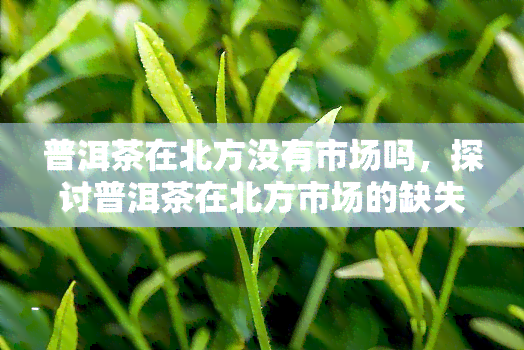 普洱茶在北方没有市场吗，探讨普洱茶在北方市场的缺失原因