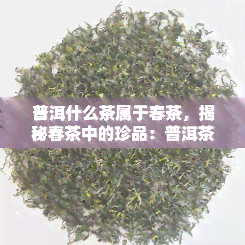 普洱什么茶属于春茶，揭秘春茶中的珍品：普洱茶的品种与特点