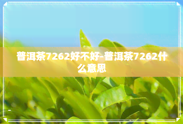 普洱茶7262好不好-普洱茶7262什么意思