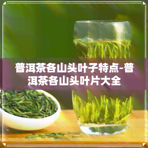 普洱茶各山头叶子特点-普洱茶各山头叶片大全