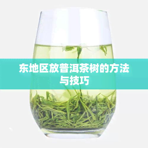 东地区放普洱茶树的方法与技巧