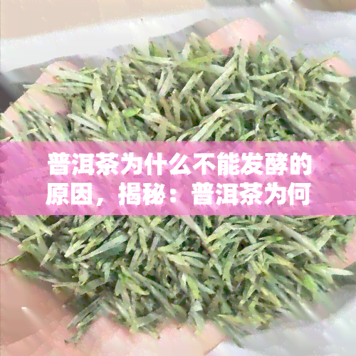 普洱茶为什么不能发酵的原因，揭秘：普洱茶为何无法进行发酵？