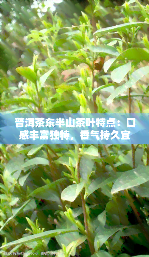 普洱茶东半山茶叶特点：口感丰富独特，香气持久宜人