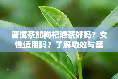 普洱茶加枸杞泡茶好吗？女性适用吗？了解功效与禁忌