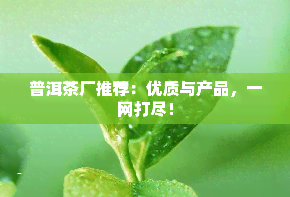 普洱茶厂推荐：优质与产品，一网打尽！