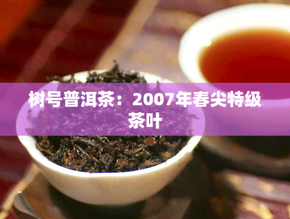 树号普洱茶：2007年春尖特级茶叶