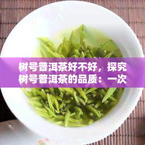 树号普洱茶好不好，探究树号普洱茶的品质：一次全面的评测与分析