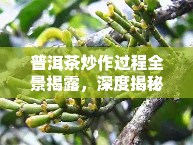 普洱茶炒作过程全景揭露，深度揭秘：普洱茶炒作全过程解析