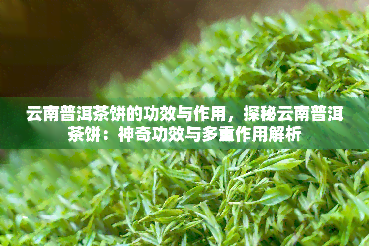 云南普洱茶饼的功效与作用，探秘云南普洱茶饼：神奇功效与多重作用解析