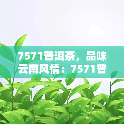 7571普洱茶，品味云南风情：7571普洱茶的魅力探索