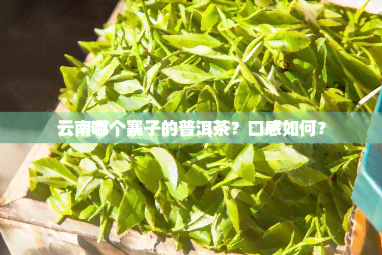 云南哪个寨子的普洱茶？口感如何？