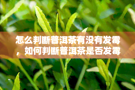 怎么判断普洱茶有没有发霉，如何判断普洱茶是否发霉？