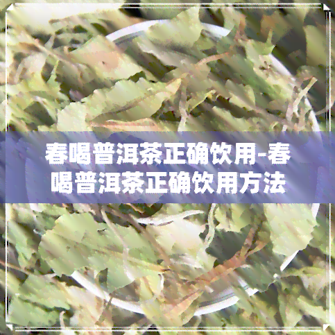 春喝普洱茶正确饮用-春喝普洱茶正确饮用方法