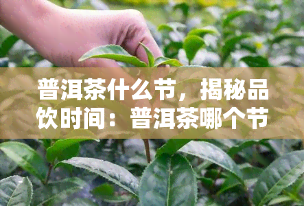 普洱茶什么节，揭秘品饮时间：普洱茶哪个节最美味？