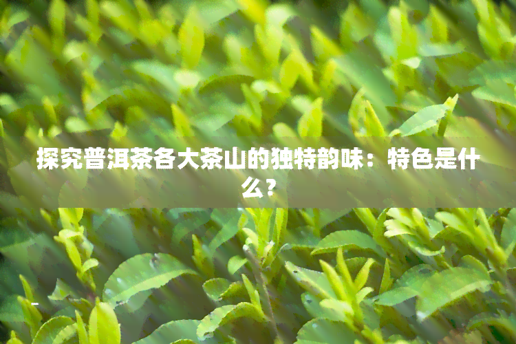 探究普洱茶各大茶山的独特韵味：特色是什么？