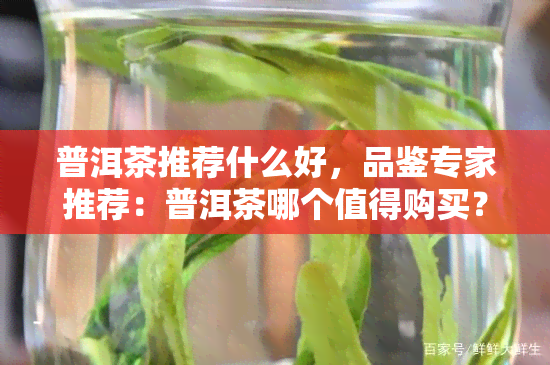 普洱茶推荐什么好，品鉴专家推荐：普洱茶哪个值得购买？