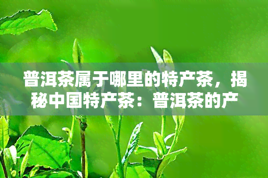 普洱茶属于哪里的特产茶，揭秘中国特产茶：普洱茶的产地与特色