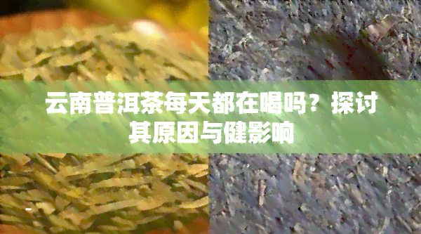 云南普洱茶每天都在喝吗？探讨其原因与健影响