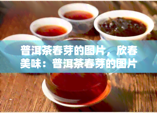 普洱茶春芽的图片，欣春美味：普洱茶春芽的图片集锦